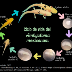 Ciclo de vida del ajolote