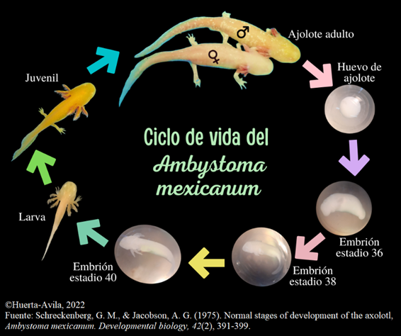 Ciclo de vida del ajolote